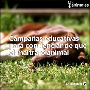 526K views · 3.4K reactions | Conoce el país que logró lo imposible: cero perritos callejeros en todo su territorio, sí, CERO. https://goo.gl/8iP8Pt | Mis animales | Facebook