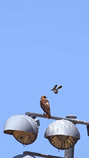 17 reactions · 13 comments | An underdog. Watch a mockingbird takes on a hawk. #hawk #wildlifereels #birdvideos | Anthony Armada | Facebook
