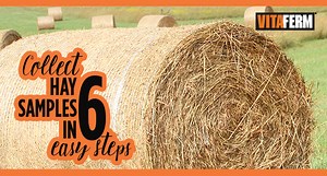 Collect Hay Samples in 6 Easy Steps - VitaFerm