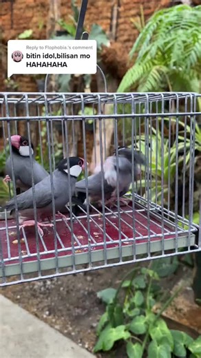 Maya Birds in a Vibrant Aviary Garden