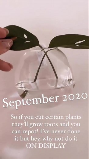 Ursula's Plant Transformation Journey: Tips for a Green Thumb