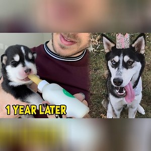 377K views · 107 reactions | Reunited With Husky Puppies 1 Year Later | Joey Graceffa | Facebook