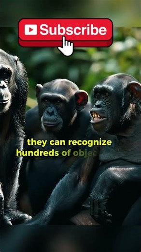 Smartest Animal in Nature? Meet the Chimp! 🧠🐒#Chimpanzee #AnimalIntelligence #SmartAnimals