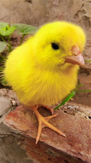 chick 🐥 sound video Compilation 😂 #birds #canarybirds #nature #birdsounds #chicks