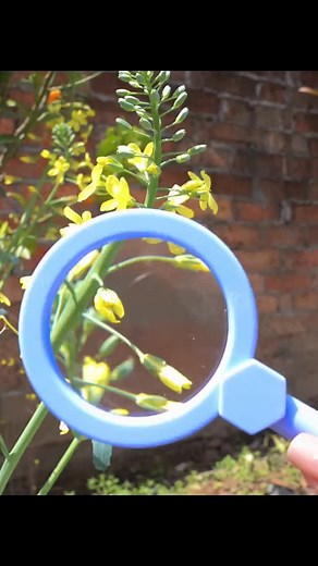 Take your favorite magnifying glass and explore nature! This six-color handheld magnifying glass is a fun tool for children to explore nature. It has a simple design and six colors to meet the preferences of different users. The lens is clear and durable, and the handle is ergonomically designed, comfortable to hold, and suitable for long-term use. Whether it is used to observe insects and plant details in nature, or as an educational tool to cultivate children's observation and curiosity, this 