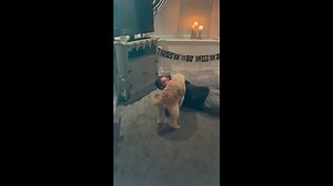 Dog retrieves inhaler for owner in England, UK