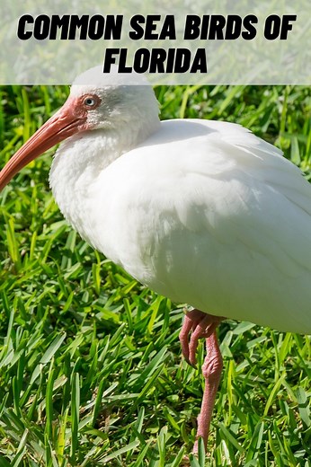 15 Types of Seabirds in Florida (with Pictures)