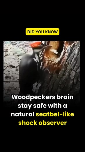 51K views · 111 reactions | Follow The Fact Cube for more interesting facts. A woodpecker’s brain stays safe because it has a natural seatbelt-like shock absorber built into its skull. Even after 20,000 pecks a day, the brain doesn’t get damaged. 勞 Nature’s engineering > human engineering. #facts #FactCube #animalfacts #sciencefacts #naturefacts #didyouknow #amazingfacts #interestingfacts #generalknowledge #trendingfacts #learnsomethingnew #factpage | civil_concepts | Facebook