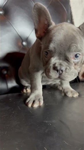 Blue frenchie puppy