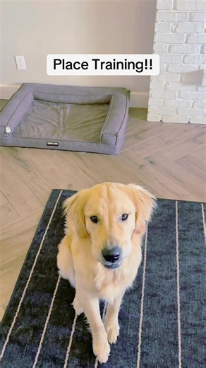 36K views · 541 reactions | A Smarter Dog Starts Here! Positive, science-backed training for all breeds. Learn More : https://en-braintrainingfordog.com/ | We Dog Trainer | Facebook