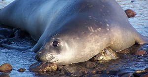 Les éléphants de mer seraient-ils les mammifères qui dorment le moins ?