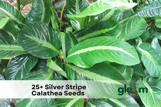 25  Silver Stripe Calathea Seeds - Etsy