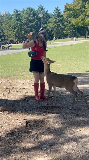 A Beautiful Day in Japan | Magical Nara Park #deerpark #narapark | Nara Deer