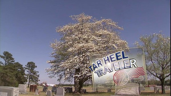 Tar Heel Traveler: Old Dogwood Update