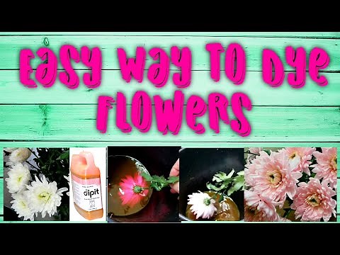 Easy Way To Dye Flowers | Dipit Easy Floral Dye