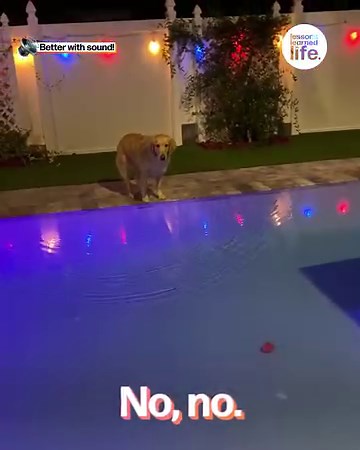 When it's bedtime but his favorite ball is in the pool... 🥹🐶 | Lessons Learned In Life