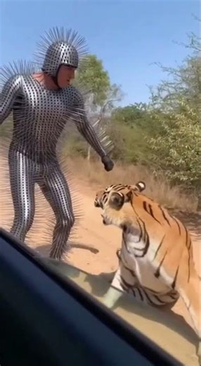 🐅 TIGER vs SPIKE SUIT! Bloody Mouth Encounter! 【戦慄】猛虎の誤算！銀色のトゲの鎧を噛んでしまい流血するトラ