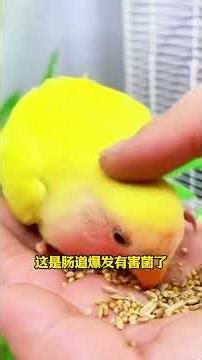 Parrot Poop: A Quick Health Check for Your Bird