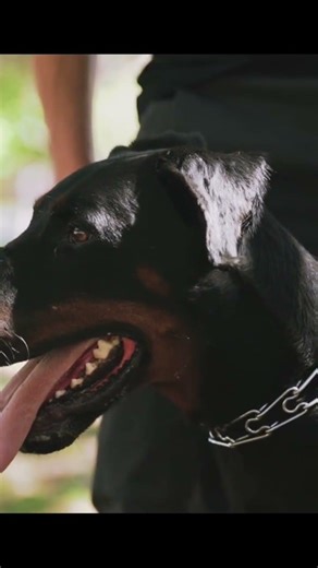 ✅ Warum haben so viele Angst vor Dobermännern? 😳