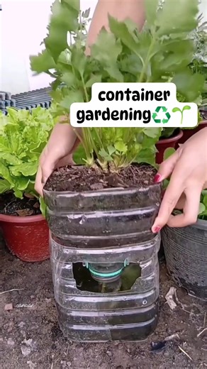 recycled gardening using plastic water containers ♻️ #fypシ #viralvideoシ #fypシ゚viralシ #foryouシ #sustainableliving #fblifestyle #gardeningtips #gardening #holidayseason #wastemanagement #recycling #trendingnow | Canaan All in One Fertilizer Original Direct Supplier
