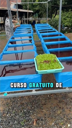 Learn to grow your own food at home👩‍🌾🏡🥬Join free #hydroponics classes Go to profile ☝️