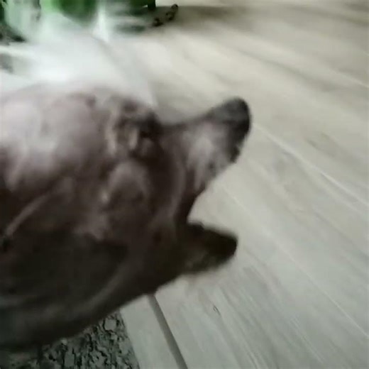 Dog Fight! Chinese Crested vs Poodle Cairn Terrier Mix. #NyxTheDog #MiaTheChineseCrested #RIPmia