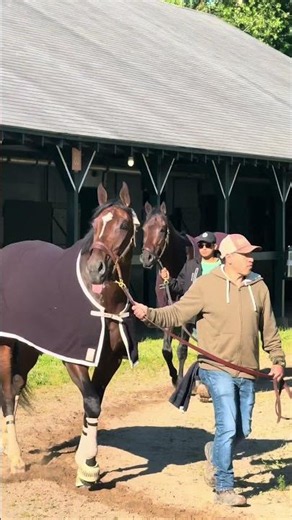 Spend the day with GOLDEN TEMPO before the Belmont Stakes