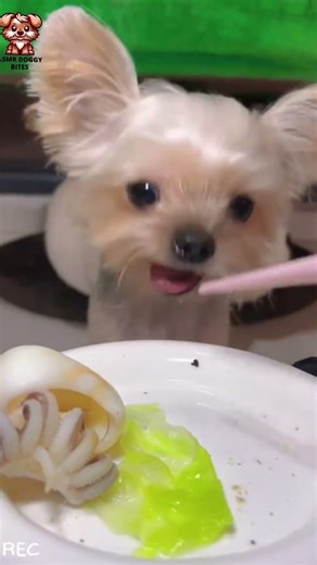 This Is Your Weakness 😱 Chihuahua ASMR