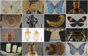 Field Museum Digitizes a Fraction of Its Nearly 30 Million Specimens