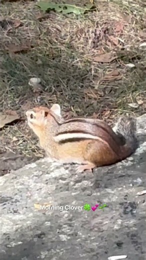 Have You Ever Seen a Chipmunk CRY? 🐿 Finally Today You Can See ! #chipmunk #shocking