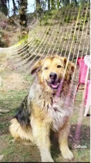 #Dog short video 🔥👈👈# dogs 🐕 ♥️ #viral #trending#like# short#share#
