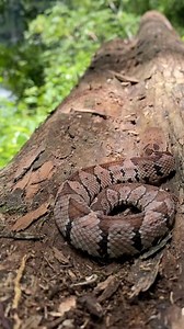 La Nauyaca Metlapilcoatlus #fblifestyle #lifestyle #aves #Naturaleza | Pajareando ando