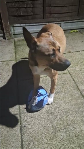 Puppy Niko destroying his new Man City football ⚽⚽⚽🐶🐶🐶🐶