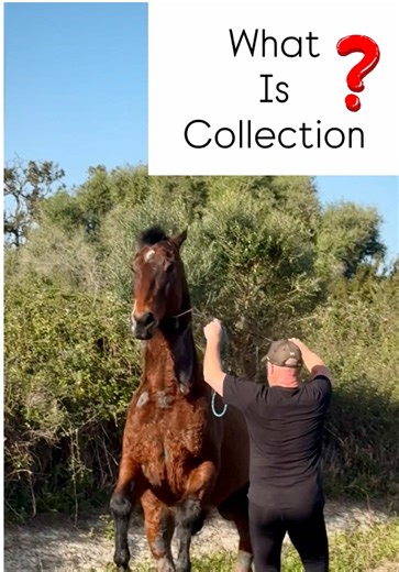 Unlocking True Collection in Horse Riding
