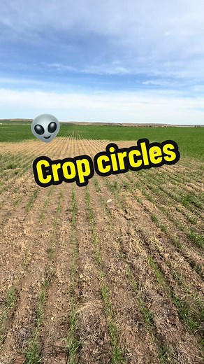 Understanding Crop Circles and Allelopathy Effects