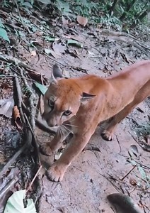 1.6K views · 32 reactions | Watch the video that a volunteer recorded in the Corcovado National Park  Nature is magical ✨ and the tropical jungle of this country shows it to us every day! #wildlife #wildlifecostarica #Costaricavacation #CostaTicaTrip #costaricatravel #BestVacations #Vacation #Paradise #VacationTime #CostaRicaRainforest #plannedtrip | Costa Rican Vacations | Facebook