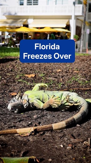 Not even Florida was spared from the bitter temps this weekend, as record cold swept the state. | The Weather Channel