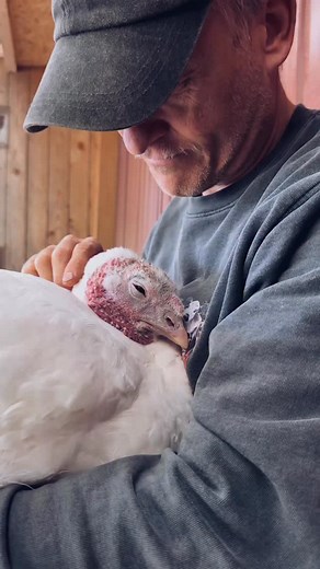 15K views · 105K reactions | Thank you for your support ❤️旅 Due to the bird flu in our region, we’ve built safe enclosures to keep everyone healthy and protected. Tabea and Chipsy are making the best out of their quarantine situation. Isn’t that something we can all learn from animals — always finding a way to make the most of things?  Thank you for supporting our work for the animals. You can find the donation link in our bio  | Joar Berge | Facebook