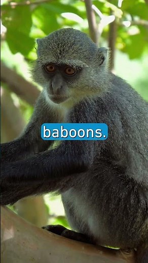 New World Monkeys vs. Old World Monkeys