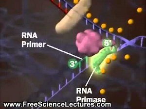 Replicacion del ADN (en español).wmv