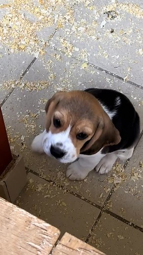 Beagles on Instagram: "Proof that angels sometime come with floppy ears❤️❤️ @gold.junior.beagle.kennel"