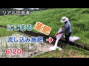 【への字型稲作】「にこまる」に茎肥を入れました。MリンPK・硫安・ケイ酸〜流し込み施肥｜高知県6/20日出穂50日前予想