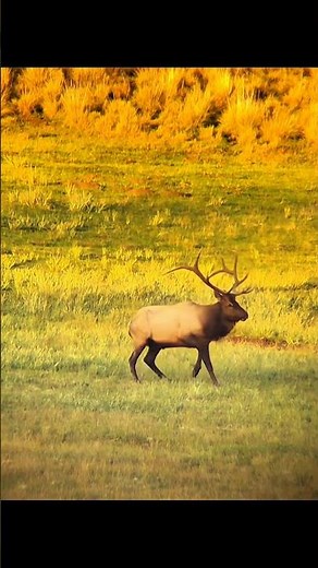 Big giant elk hunting #huntinglife #hunting #bowhunting #загоннаяохота #охота #deerhunting #elk