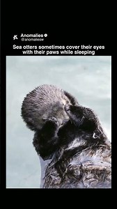 Sea Otters Have Their Own Little Eye Masks 🦦