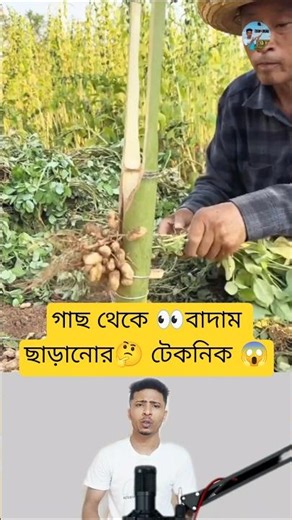 Advanced Technology for Harvesting Peanuts from Plants