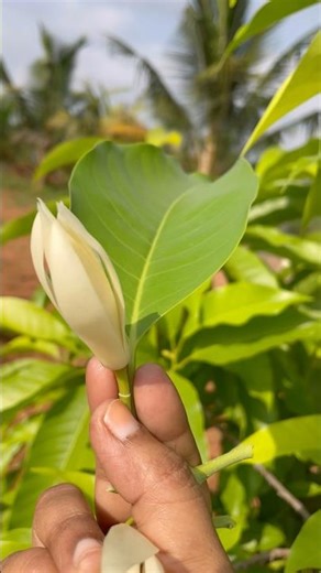 Chemba flower # nature garden # beautiful # flowers