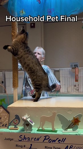 Household Pet Final: Non-Pedigreed Cats Shine at Cat Competitions