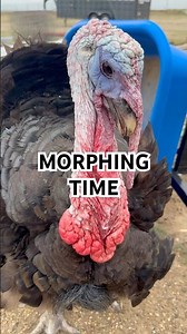 Tom The Turkey Changes Colors