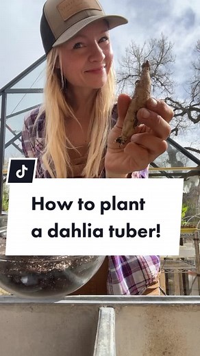 Planting Dahlia Tubers: A Guide to Successful Flower Farming