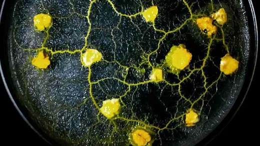 This Slime Mold Can Plan Entire Cities More Efficiently Than Humans